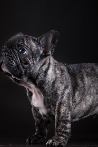 Обои собака, щенок, позирование, французский бульдог, dog, puppy, posing, french bulldog разрешение 4640x2990 Загрузить