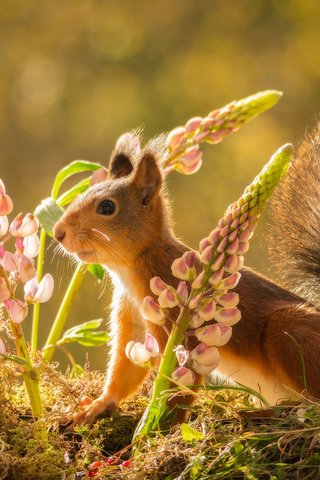 Обои цветы, рыжая, белка, хвост, белочка, люпин, flowers, red, protein, tail, squirrel, lupin разрешение 2048x1151 Загрузить