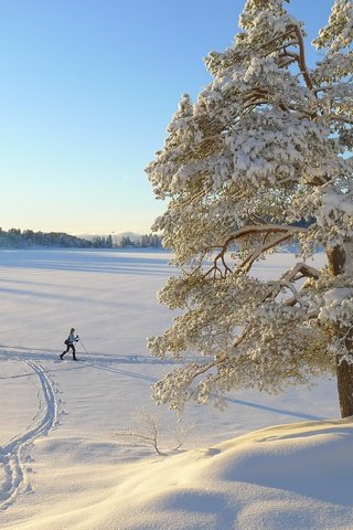 Обои дерево, зима, пейзаж, одинокое, лыжница, tree, winter, landscape, alone, skier разрешение 3776x2520 Загрузить