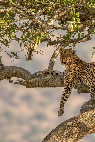 Обои леопард, хищник, дикая кошка, leopard, predator, wild cat разрешение 2880x1920 Загрузить