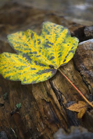 Обои природа, осень, лист, nature, autumn, sheet разрешение 2048x1366 Загрузить