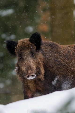 Обои природа, зима, кабан, nature, winter, boar разрешение 1920x1281 Загрузить