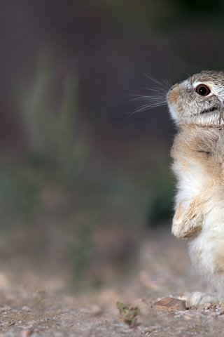 Обои животное, малыш, зверек, заяц, детеныш, стойка, грызун, зайчонок, animal, baby, hare, cub, stand, rodent разрешение 2048x1298 Загрузить