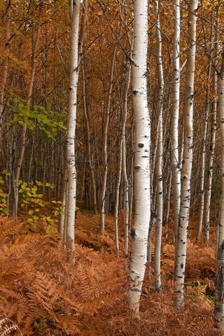 Обои природа, березы, осень, nature, birch, autumn разрешение 2880x1920 Загрузить