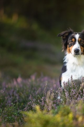 Обои собака, вереск, австралийская овчарка, аусси, dog, heather, australian shepherd, aussie разрешение 3068x1920 Загрузить