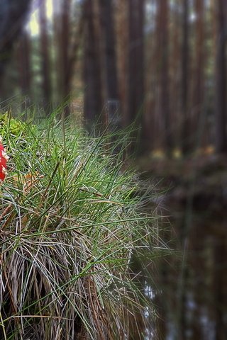 Обои трава, природа, осень, гриб, мухомор, grass, nature, autumn, mushroom разрешение 2036x1093 Загрузить