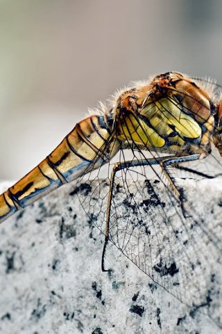 Обои насекомое, крылья, камень, ноги, стрекоза, мрамор, гранит, голова, insect, wings, stone, feet, dragonfly, marble, granite, head разрешение 3840x2128 Загрузить