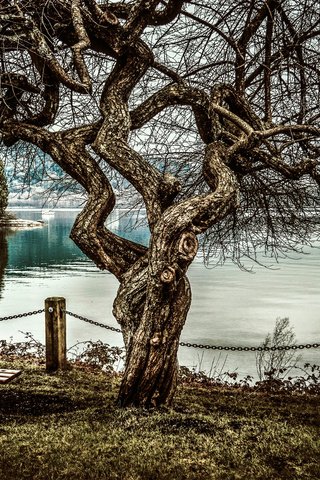 Обои дерево, море, скамья, tree, sea, bench разрешение 5625x3740 Загрузить