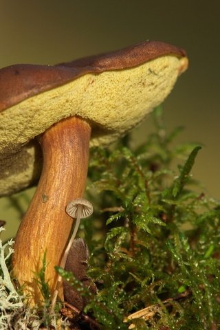 Обои природа, фон, грибы, nature, background, mushrooms разрешение 3195x2024 Загрузить