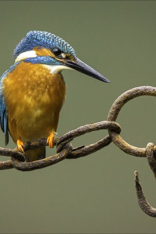Обои фон, птица, цепь, зимородок, крючок, background, bird, chain, kingfisher, hook разрешение 2002x1335 Загрузить