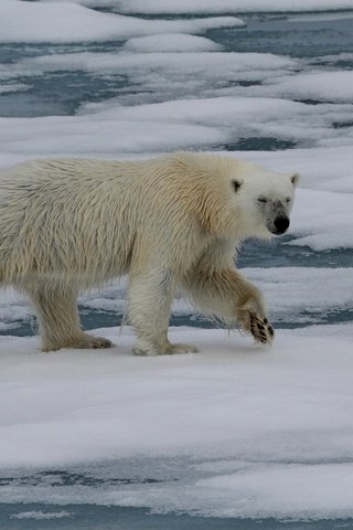 Обои животные, полярный медведь, медведь, белый медведь, animals, polar bear, bear разрешение 2880x2369 Загрузить