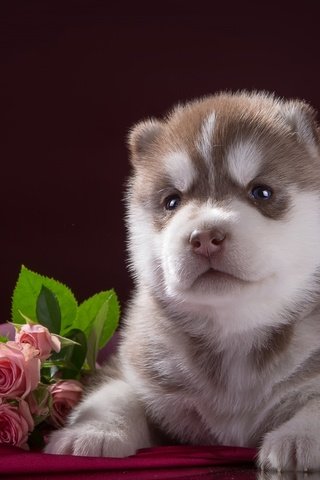 Обои цветы, розы, собака, щенок, ткань, хаски, порода, flowers, roses, dog, puppy, fabric, husky, breed разрешение 2400x1502 Загрузить