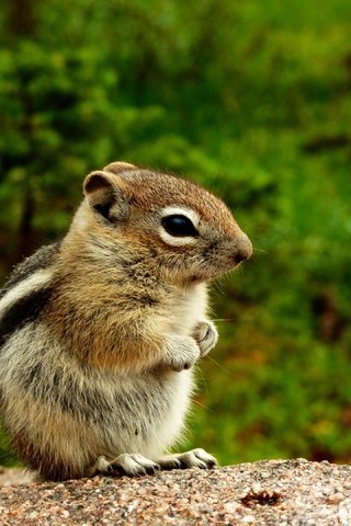 Обои природа, животное, зверек, бурундук, грызун, nature, animal, chipmunk, rodent разрешение 2880x2160 Загрузить