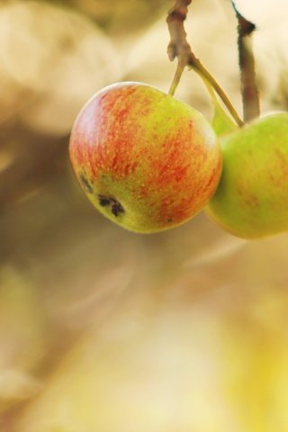 Обои природа, яблоки, осень, nature, apples, autumn разрешение 2560x1707 Загрузить