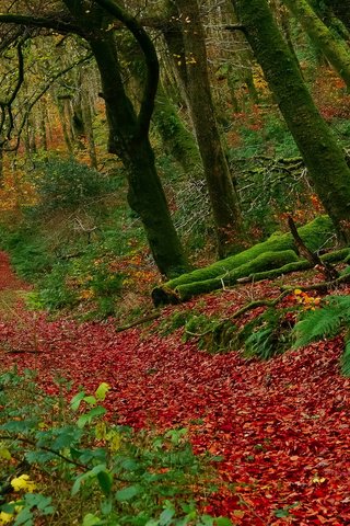 Обои деревья, лес, листья, осень, англия, buckethole woods, национальный парк эксмур, trees, forest, leaves, autumn, england, exmoor national park разрешение 2048x1365 Загрузить