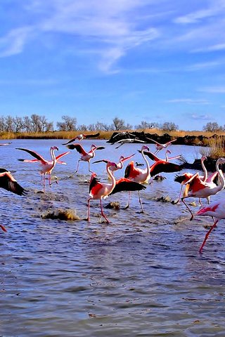 Обои озеро, фламинго, панорама, птицы, lake, flamingo, panorama, birds разрешение 4863x1779 Загрузить