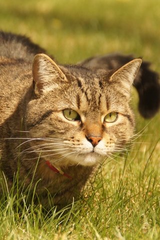 Обои трава, кот, смотрит, взгляд, сидит, ошейник, grass, cat, looks, look, sitting, collar разрешение 2880x1914 Загрузить