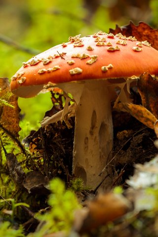 Обои природа, осень, гриб, мухомор, nature, autumn, mushroom разрешение 4272x2478 Загрузить