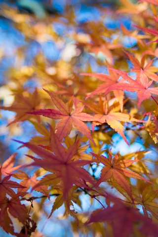 Обои небо, листья, макро, ветки, осень, клен, the sky, leaves, macro, branches, autumn, maple разрешение 2048x1356 Загрузить