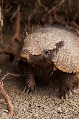 Обои южная америка, щетинистый, броненосец, chaetophractus villosus, south america, bristly, battleship разрешение 5611x3741 Загрузить