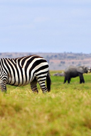 Обои трава, зебра, животные, слоны, саванна, штат джорджия, grass, zebra, animals, elephants, savannah, georgia разрешение 2048x1153 Загрузить