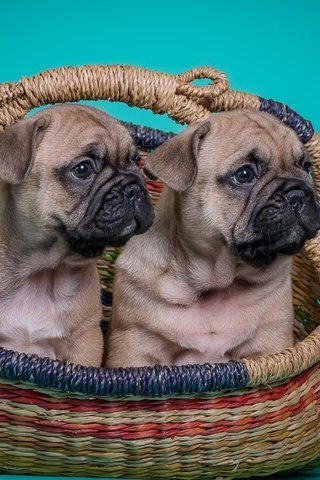 Обои цветы, щенки, собаки, дуэт, французский бульдог, flowers, puppies, dogs, duo, french bulldog разрешение 2998x1861 Загрузить