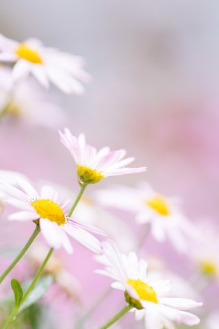 Обои цветы, лето, лепестки, ромашки, flowers, summer, petals, chamomile разрешение 4240x2832 Загрузить