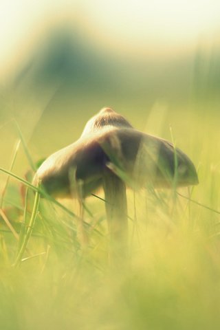 Обои свет, трава, макро, размытость, гриб, шляпка, light, grass, macro, blur, mushroom, hat разрешение 1920x1080 Загрузить