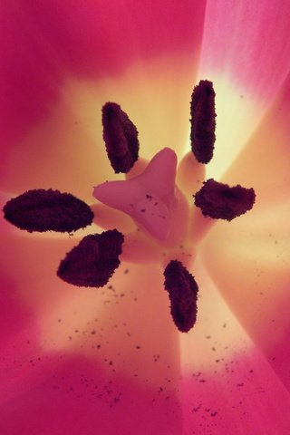 Обои макро, цветок, лепестки, тычинки, тюльпан, macro, flower, petals, stamens, tulip разрешение 2048x1536 Загрузить