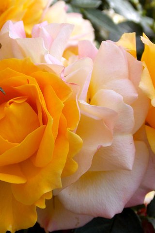 Обои цветы, макро, розы, flowers, macro, roses разрешение 2400x1800 Загрузить