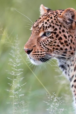 Обои леопард, хищник, мех, дикая кошка, leopard, predator, fur, wild cat разрешение 1920x1201 Загрузить