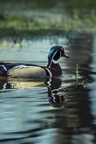 Обои вода, озеро, птица, утка, water, lake, bird, duck разрешение 2048x1339 Загрузить