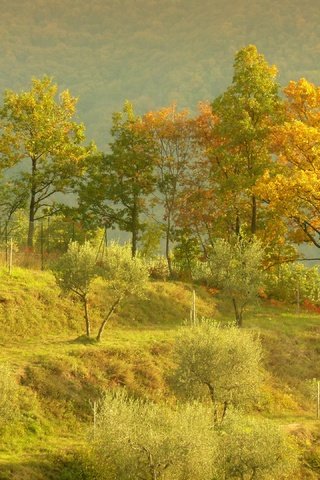 Обои деревья, холмы, пейзаж, осень, trees, hills, landscape, autumn разрешение 2880x2160 Загрузить