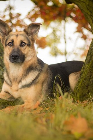 Обои дерево, листья, взгляд, собака, немецкая овчарка, овчарка, tree, leaves, look, dog, german shepherd, shepherd разрешение 4272x2610 Загрузить