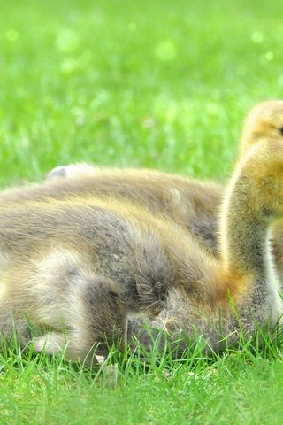 Обои трава, природа, птицы, утята, утки, маленькие, grass, nature, birds, ducklings, duck, small разрешение 2048x1360 Загрузить