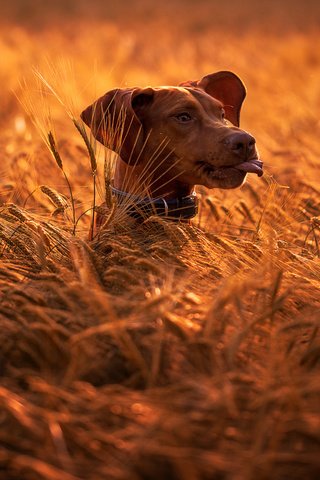 Обои природа, поле, собака, колосья, животное, пес, голова, nature, field, dog, ears, animal, head разрешение 2048x1149 Загрузить