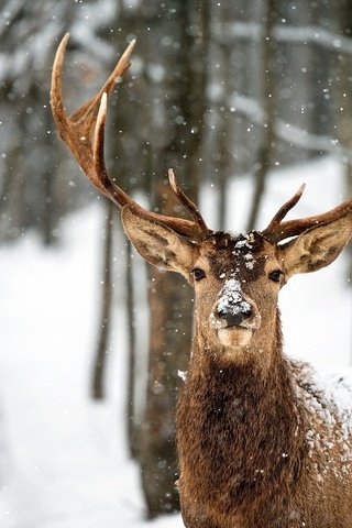 Обои деревья, снег, лес, олень, зима, рога, trees, snow, forest, deer, winter, horns разрешение 2560x1600 Загрузить