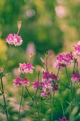 Обои цветы, бутоны, листья, стебли, боке, водосбор, flowers, buds, leaves, stems, bokeh, the catchment разрешение 2048x1365 Загрузить