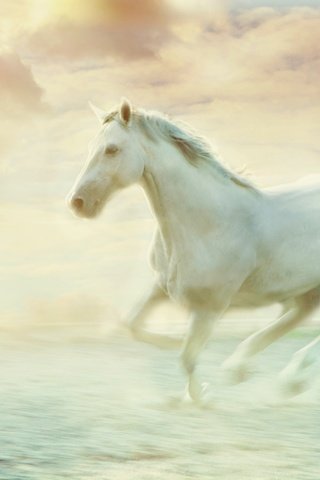 Обои небо, лошадь, облака, туман, обработка, белый, дымка, конь, скачет, jump, the sky, horse, clouds, fog, treatment, white, haze разрешение 2880x1920 Загрузить