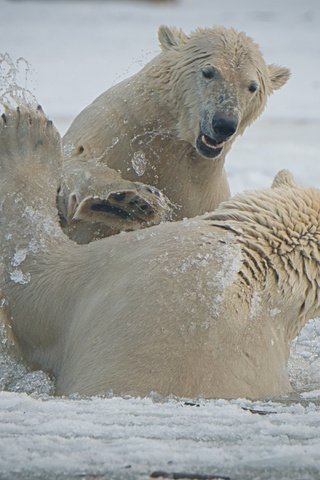 Обои брызги, игра, медведи, аляска, белые медведи, squirt, the game, bears, alaska, polar bears разрешение 4045x2700 Загрузить