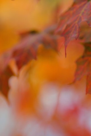Обои листья, макро, осень, клен, leaves, macro, autumn, maple разрешение 2880x1185 Загрузить