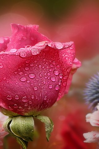 Обои цветы, природа, роза, flowers, nature, rose разрешение 2560x1440 Загрузить