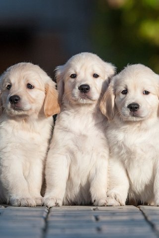 Обои щенки, собаки, трио, золотистый ретривер, троица, puppies, dogs, trio, golden retriever, trinity разрешение 2880x2304 Загрузить