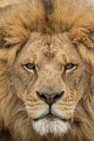 Обои взгляд, хищник, лев, царь зверей, look, predator, leo, the king of beasts разрешение 2880x1920 Загрузить
