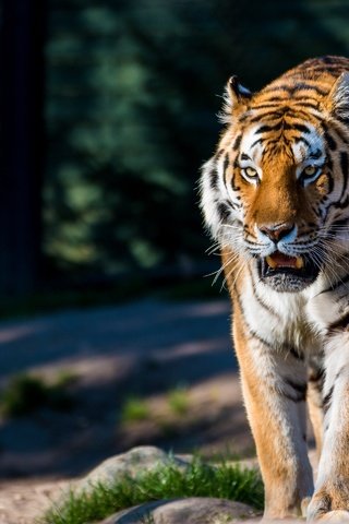 Обои тигр, хищник, большая кошка, дикая кошка, амурский, tiger, predator, big cat, wild cat, amur разрешение 2880x1920 Загрузить