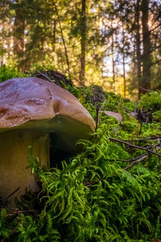 Обои деревья, природа, лес, гриб, мох, белый гриб, trees, nature, forest, mushroom, moss, white mushroom разрешение 3340x2221 Загрузить