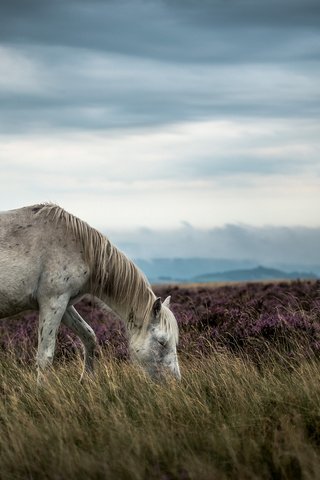 Обои лошадь, природа, пейзаж, horse, nature, landscape разрешение 2048x1365 Загрузить