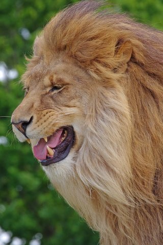 Обои лев, грива, царь зверей, leo, mane, the king of beasts разрешение 4928x3264 Загрузить