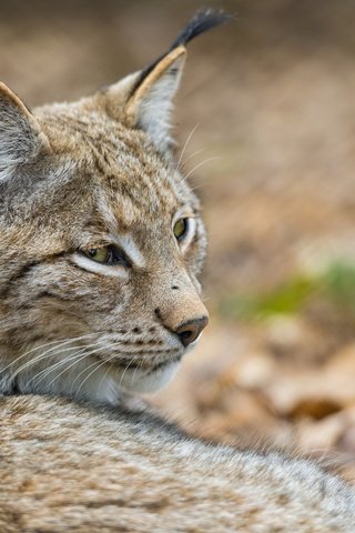 Обои морда, рысь, кошка, хищник, дикая кошка, ©tambako the jaguar, face, lynx, cat, predator, wild cat разрешение 2880x1922 Загрузить