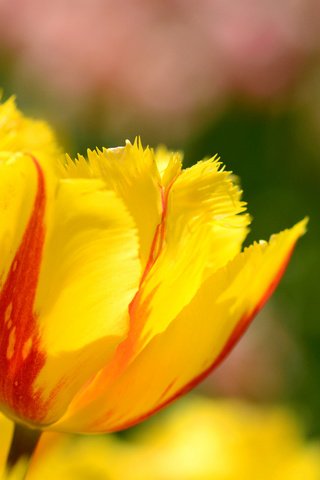 Обои цветы, макро, лепестки, весна, тюльпаны, flowers, macro, petals, spring, tulips разрешение 2048x1356 Загрузить